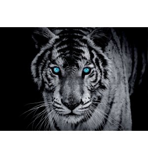 Wall Mural: Black and white tiger - 254x368 cm