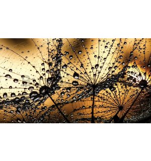 Painting on canvas: Dandelion and drops (orange) - 75x100 cm