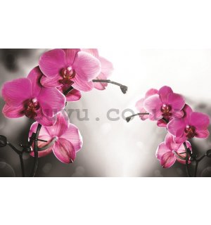 Wall Mural: Orchid on grey background - 184x254 cm
