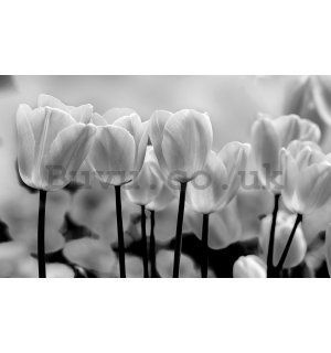 Wall mural vlies: White and black tulips - 184x254 cm