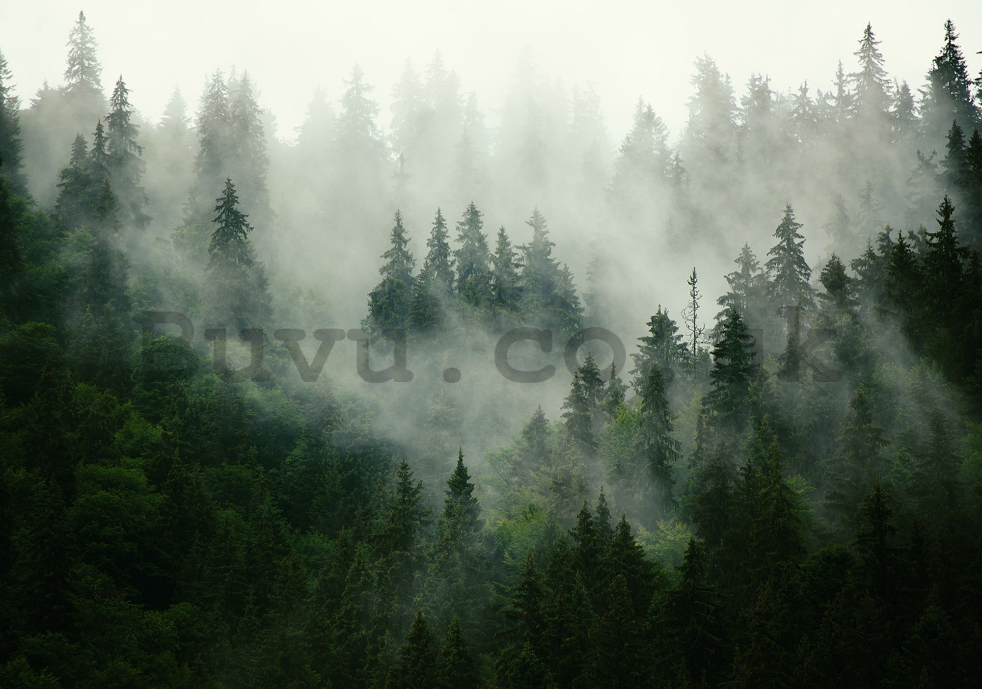Wall mural vlies: Fog over the forest (1) - 416x254 cm