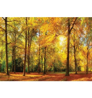 Wall mural vlies: Fallen leaves in the forest - 184x254 cm
