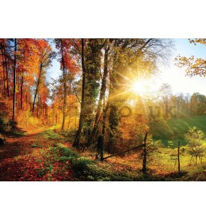 Wall mural: Forest Road - 368x254cm