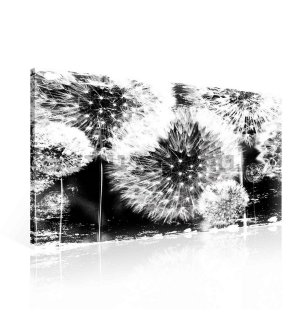 Painting on canvas: Dandelions (black and white) - 75x100 cm