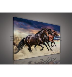 Painting on canvas: Rising Horse - 75x100 cm