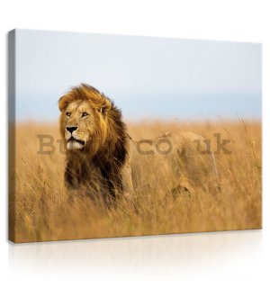 Painting on canvas: The Lion (4) - 75x100 cm