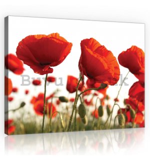 Painting on canvas: Poppy Poppies - 80x60 cm
