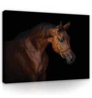 Painting on canvas: Horse (4) - 80x60 cm