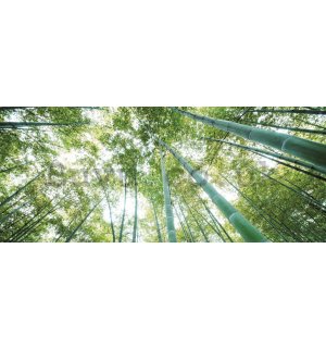 Wall Mural: Bamboo forest - 104x250 cm