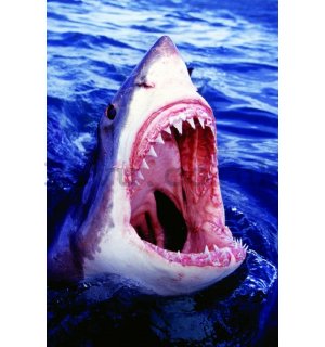 Poster - Big White Shark (1)